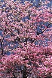 WeGame平台为《黑神话：悟空》上线实时地图功能